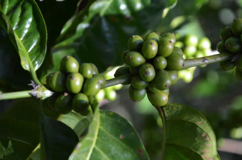 Spojte příjemné a zdravé dohromady - zelená káva chutná a hubne se po ní